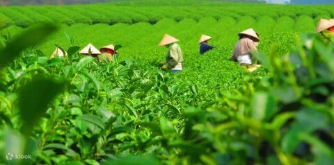 Làm thế nào để tạo video marketing viral với xu hướng trekking mùa hè?